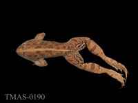 藏品(澤蛙)的圖片